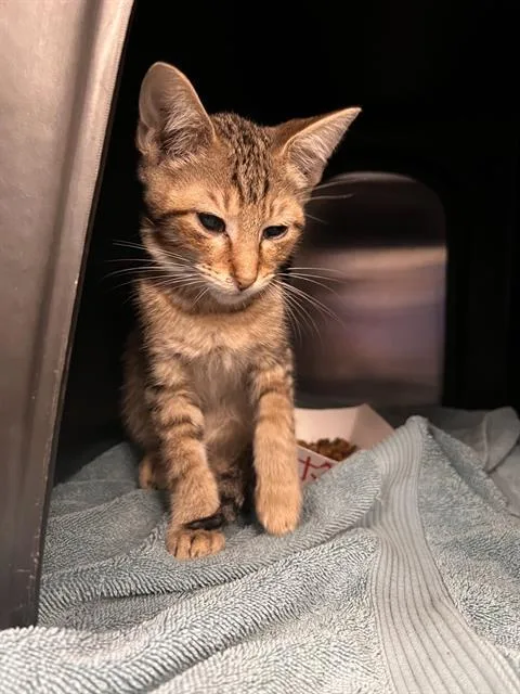A baby small-sized female Domestic Short Hair cat named Vicky for adoption in Dallas, TX