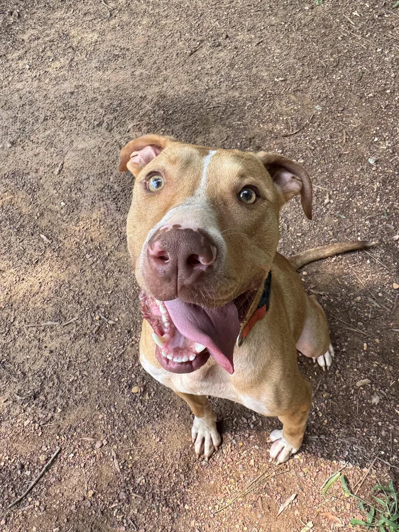 A young large-sized male Pit Bull Terrier dog named Beau for adoption in polkton, NC