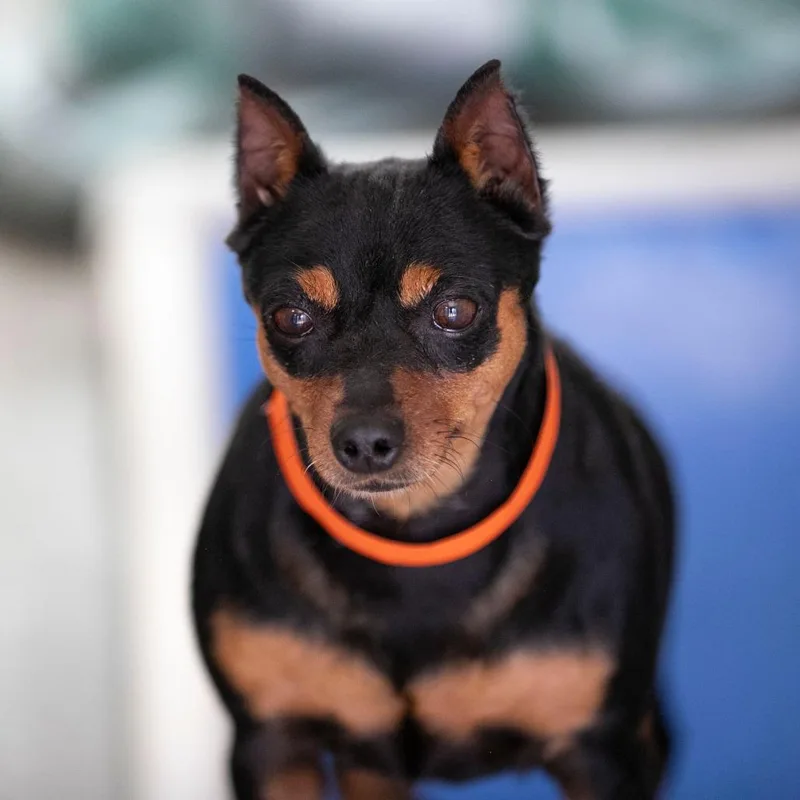 An adult small-sized female Black Miniature Pinscher dog named Georgia for adoption in Peyton, CO