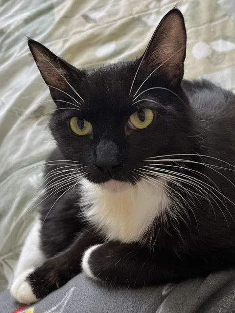 An adult medium-sized female Domestic Short Hair cat named Chiara for adoption in Antioch, CA