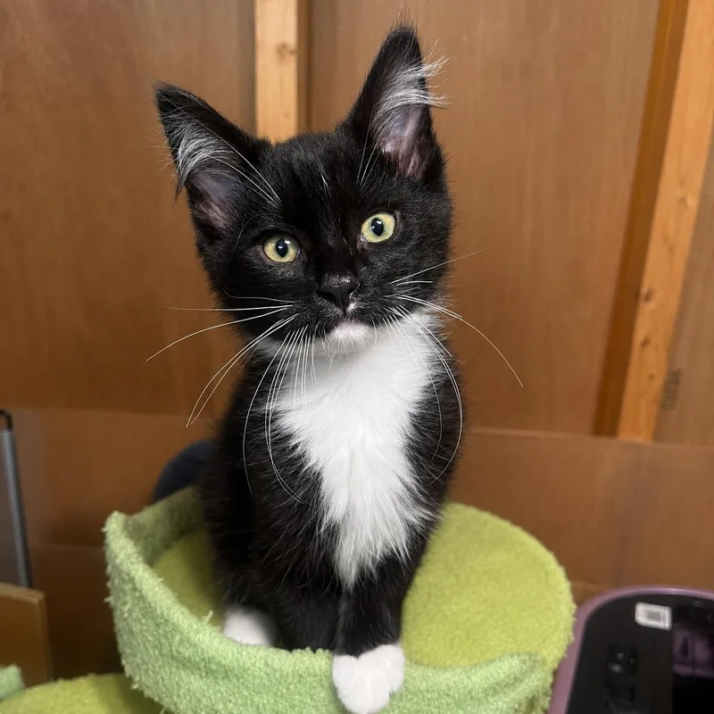 A baby medium-sized male Gray & White Domestic Long Hair cat named Robin for adoption in Pontiac, MI