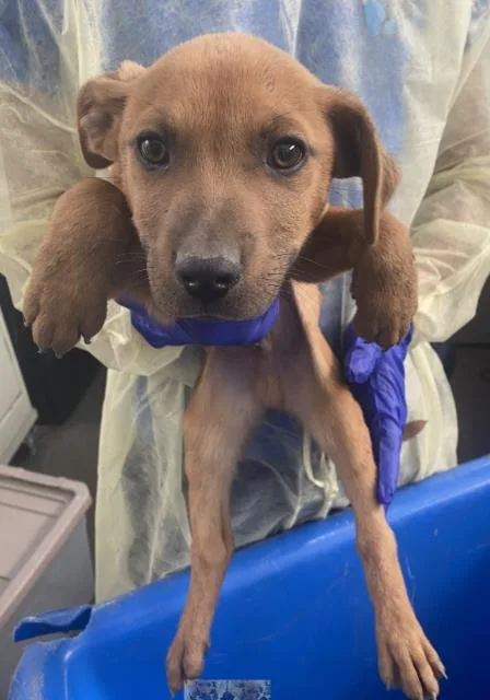 A baby medium-sized male Mixed Breed dog named Max for adoption in Dallas, TX