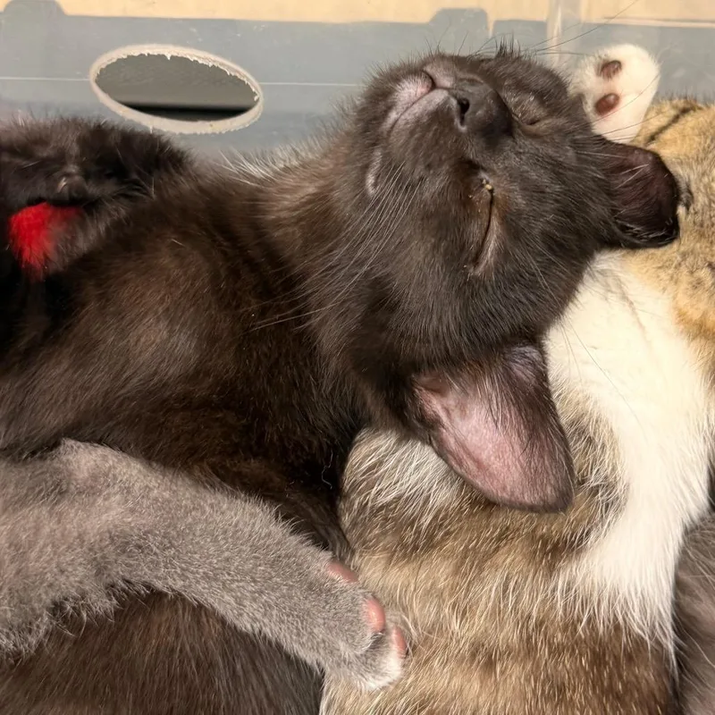 A baby small-sized male Black Domestic Short Hair cat named Third Quarter for adoption in Pasadena , MD