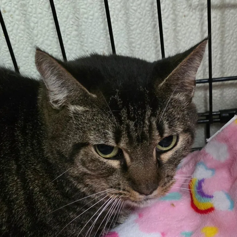 An adult medium-sized female Brown / Chocolate Domestic Short Hair cat named Gracie for adoption in Williston, FL
