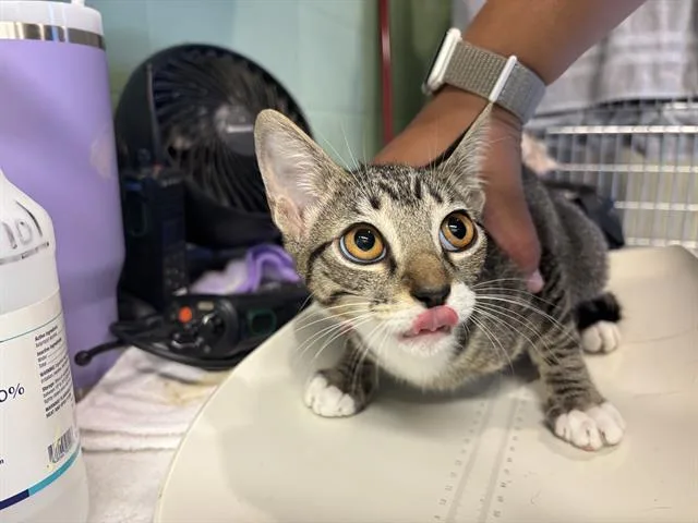 A baby medium-sized female Domestic Short Hair cat named Belle for adoption in Grand Prairie, TX