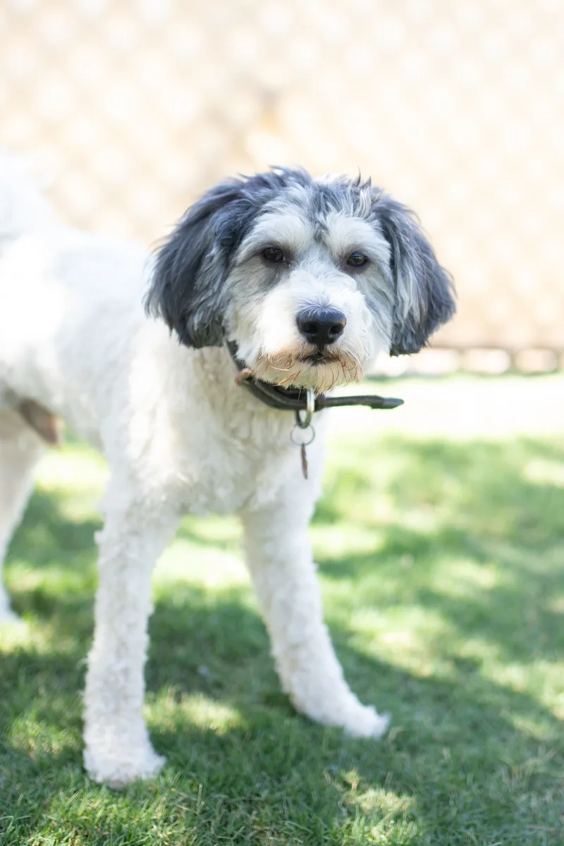 A young medium-sized male Bicolor Maltipoo dog named Charlie for adoption in Phoenix, AZ