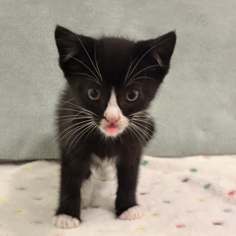 A baby small-sized female Black & White / Tuxedo Domestic Short Hair cat named Driver Side Airbag for adoption in Sherman Oaks, CA