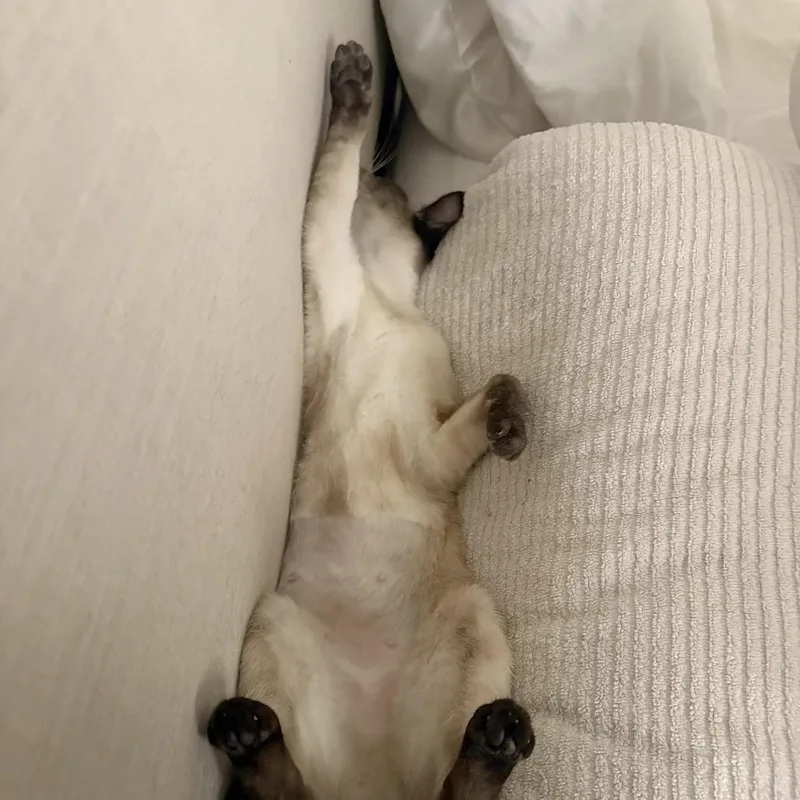 A young small-sized female Buff / Tan / Fawn Siamese cat named Dorothy for adoption in Escondido, CA