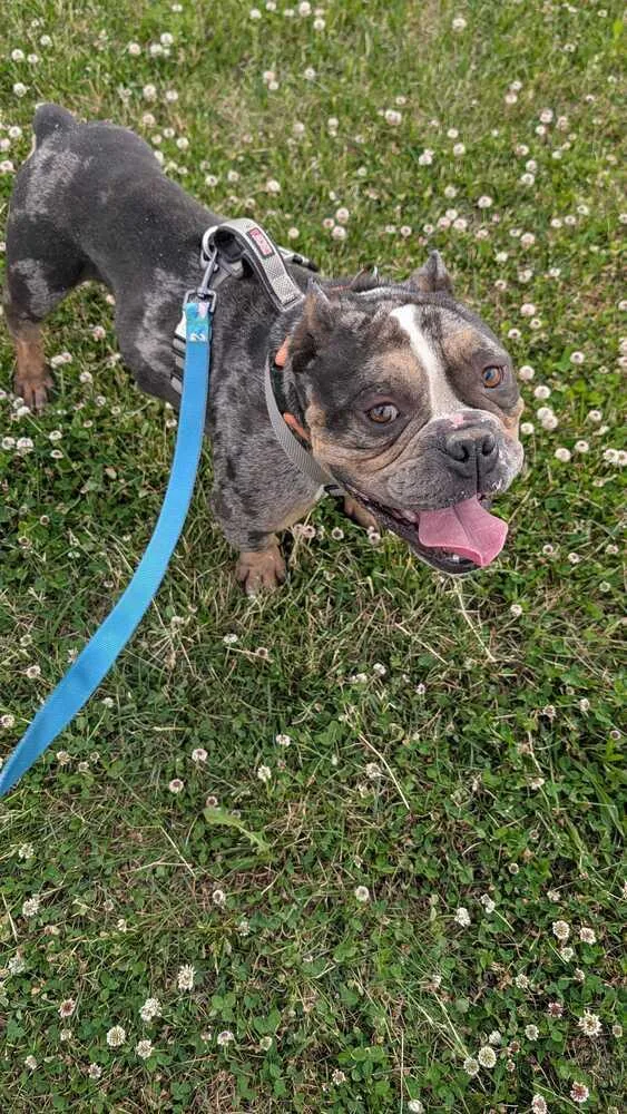 An adult large-sized male American Bulldog dog named Tommy Shelby for adoption in Silver Spring, MD