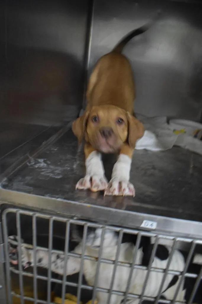 A young medium-sized female Basset Hound dog named Anika for adoption in Pahrump, NV