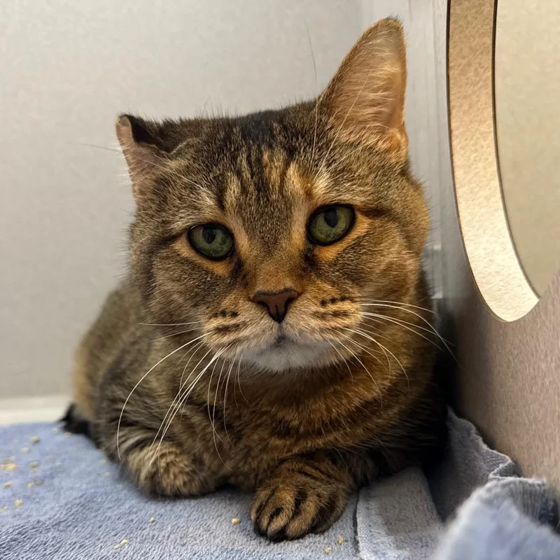 A senior large-sized female Buff / Tan / Fawn Domestic Short Hair cat named Sadie for adoption in Pittsburgh, PA