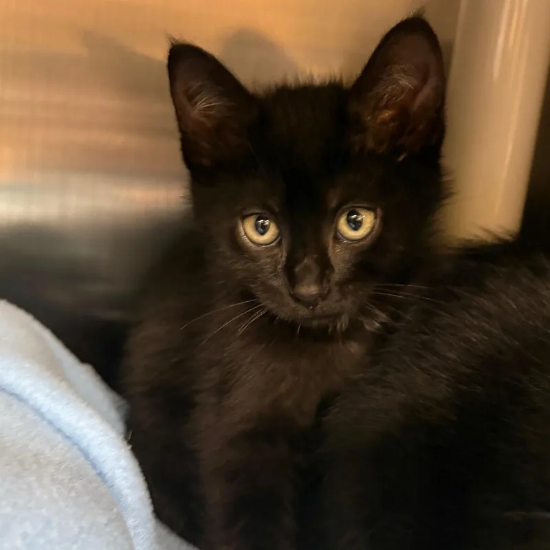 A baby small-sized female Black Domestic Short Hair cat named Hibiscus for adoption in Keizer, OR
