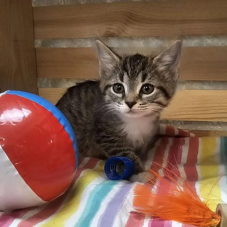 A baby small-sized female Brown / Chocolate Domestic Short Hair cat named Emerald for adoption in Lynchburg, VA