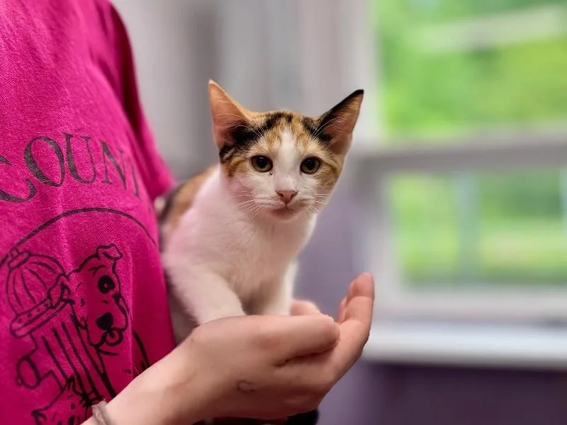 A young medium-sized female Calico Domestic Short Hair cat named Mayer for adoption in Wooster, OH