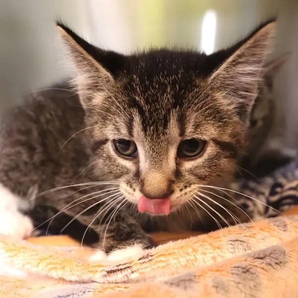 A baby small-sized male Domestic Short Hair cat named Crackle for adoption in Sioux City, IA