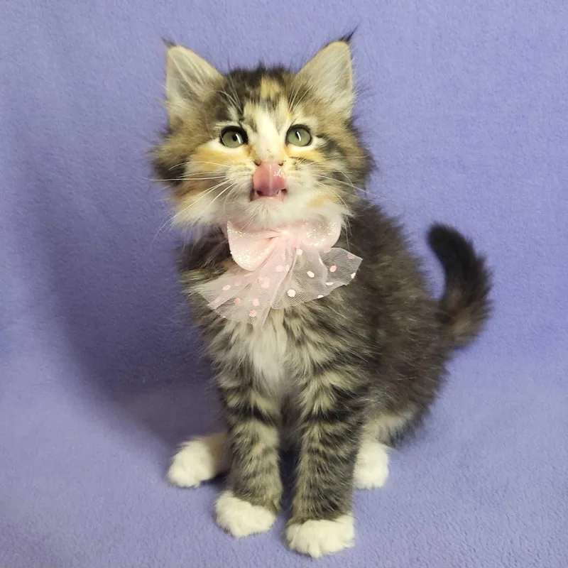 A young small-sized female Calico Torbie cat named Cookie Butter for adoption in Bentonville, AR