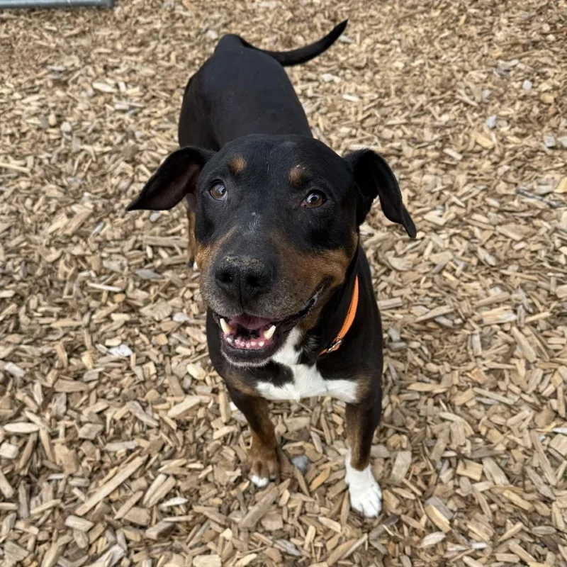 An adult medium-sized male Black Rottweiler dog named Cocoa for adoption in Tacoma, WA