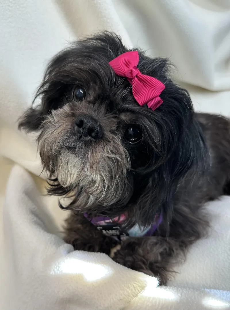 Ouisa Boudreaux thumbnail 3