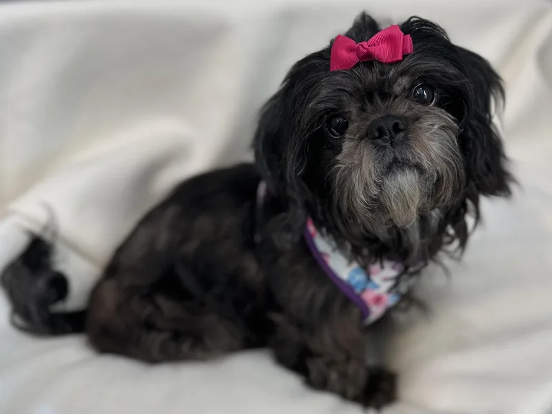 Ouisa Boudreaux thumbnail 4