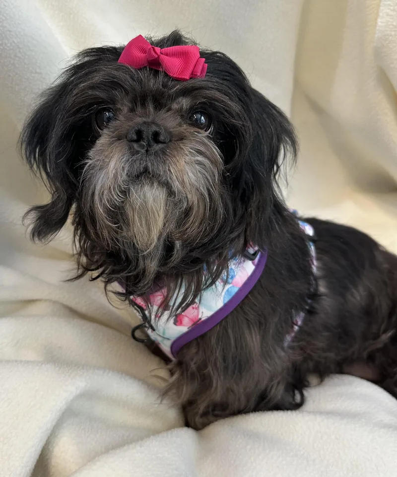 Ouisa Boudreaux thumbnail 5