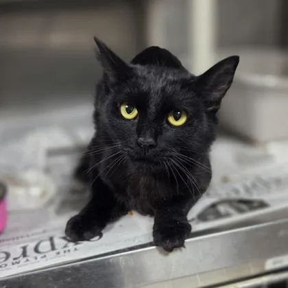A young medium-sized female Domestic Short Hair cat named Lorelai for adoption in Westland, MI