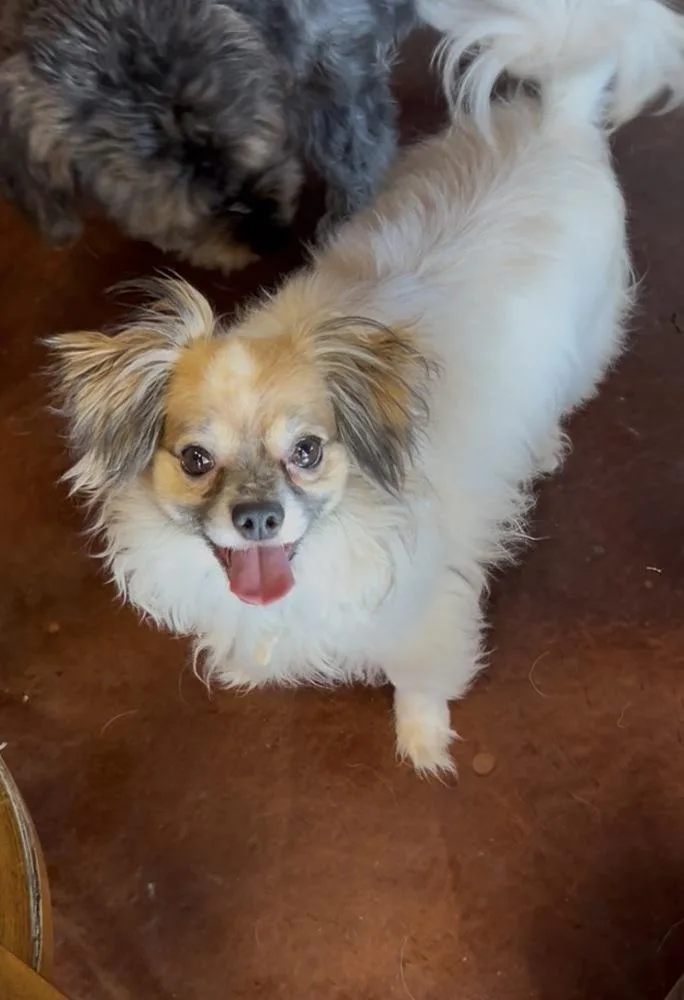 An adult small-sized male Papillon dog named Momo for adoption in San Diego, CA