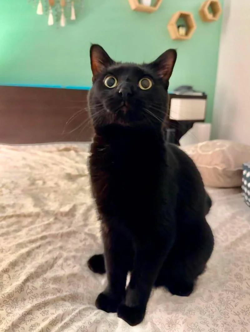 A young medium-sized female Black Domestic Short Hair cat named Titan for adoption in Greensburg, PA