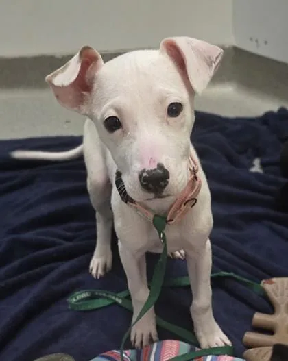 A young medium-sized female Mixed Breed dog named Melody for adoption in Beatrice, NE