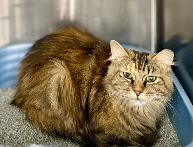 An adult large-sized female Domestic Long Hair cat named Abby for adoption in Augusta, GA