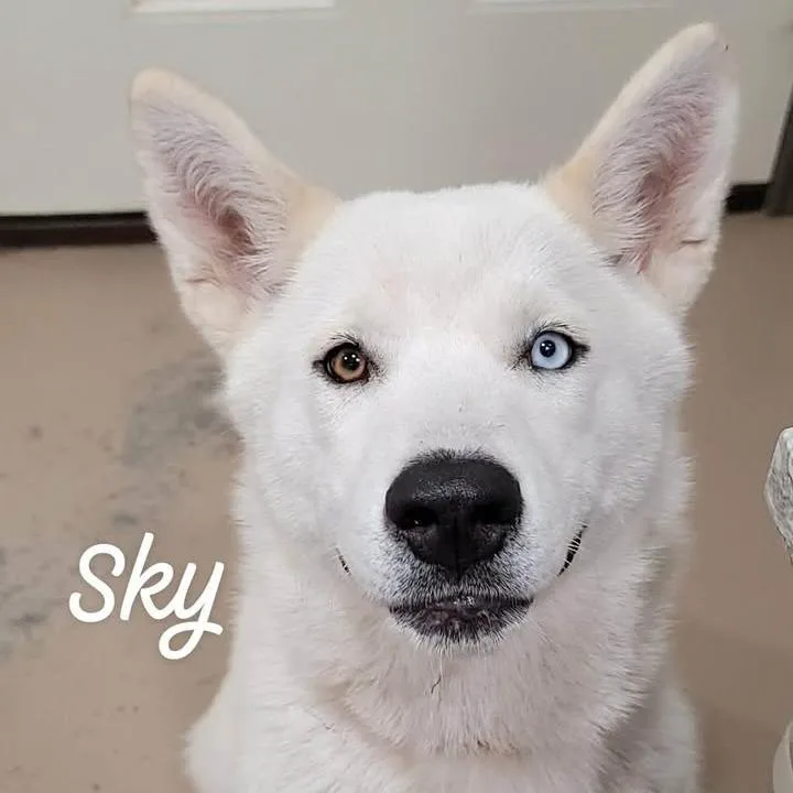 Sky thumbnail 3
