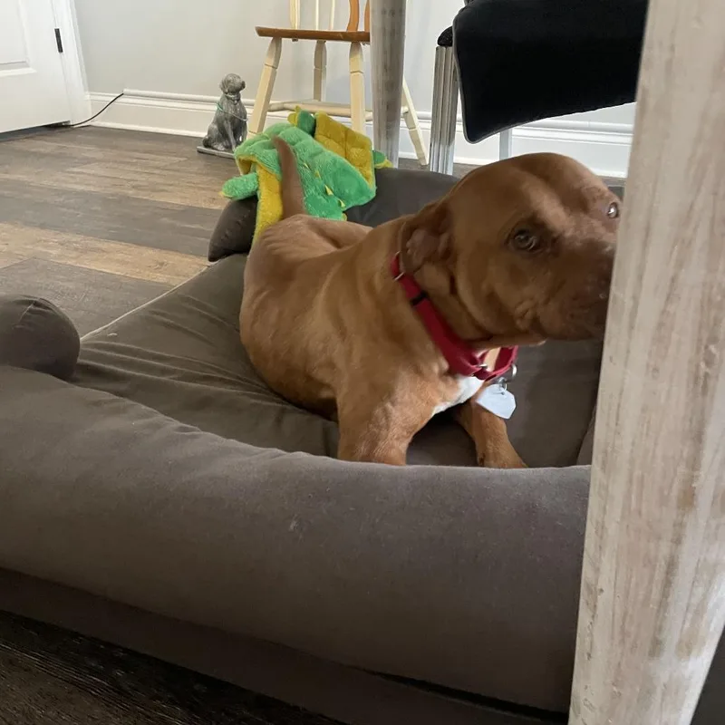 An adult medium-sized female Yellow / Tan / Blond / Fawn Mixed Breed dog named Bambi for adoption in Chattanooga, TN