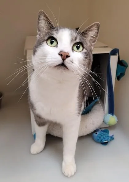 An adult large-sized male Domestic Short Hair cat named Chaco for adoption in Kalispell, MT