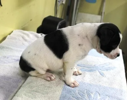A baby medium-sized female Cattle Dog dog named Imogen for adoption in Picayune, MS