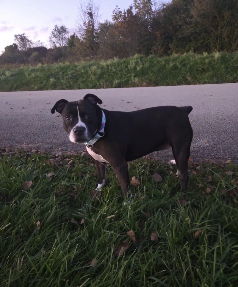 An adult medium-sized female Pit Bull Terrier dog named Remy for adoption in Indiana, PA