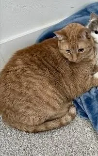 Bubs