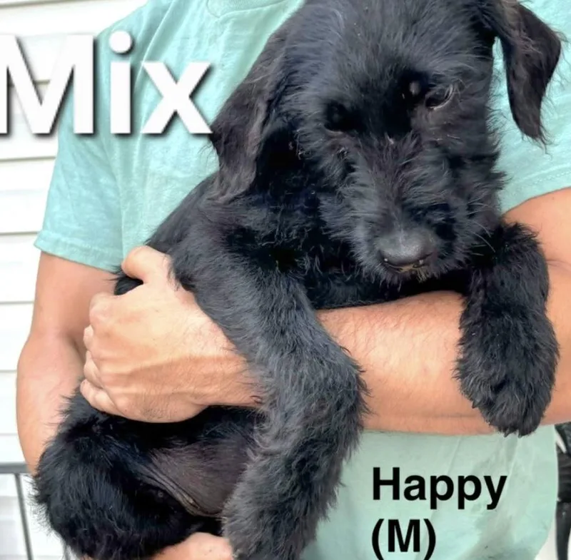 A baby medium-sized male Black Schnauzer dog named Happy for adoption in Parma, OH