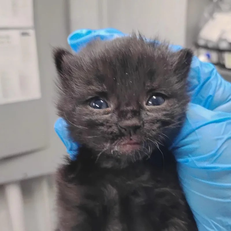 A baby small-sized female Black Domestic Short Hair cat named Fern for adoption in Summerville, SC