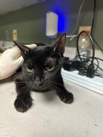 A young medium-sized female Domestic Short Hair cat named Chairman Meow for adoption in Jacksonville, FL