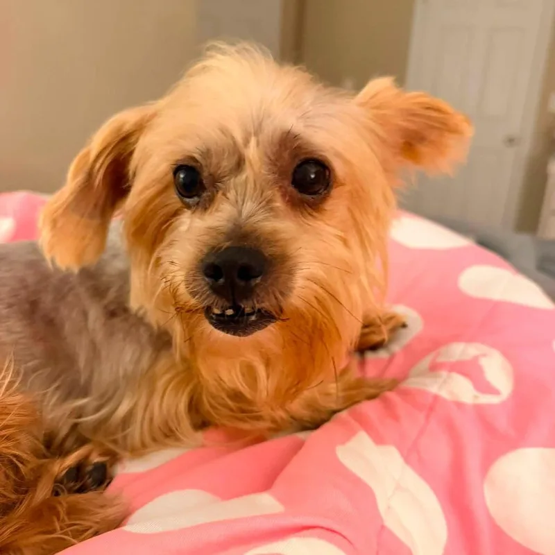 A young small-sized female Yellow / Tan / Blond / Fawn Yorkshire Terrier dog named Hermione for adoption in St. Charles, IL