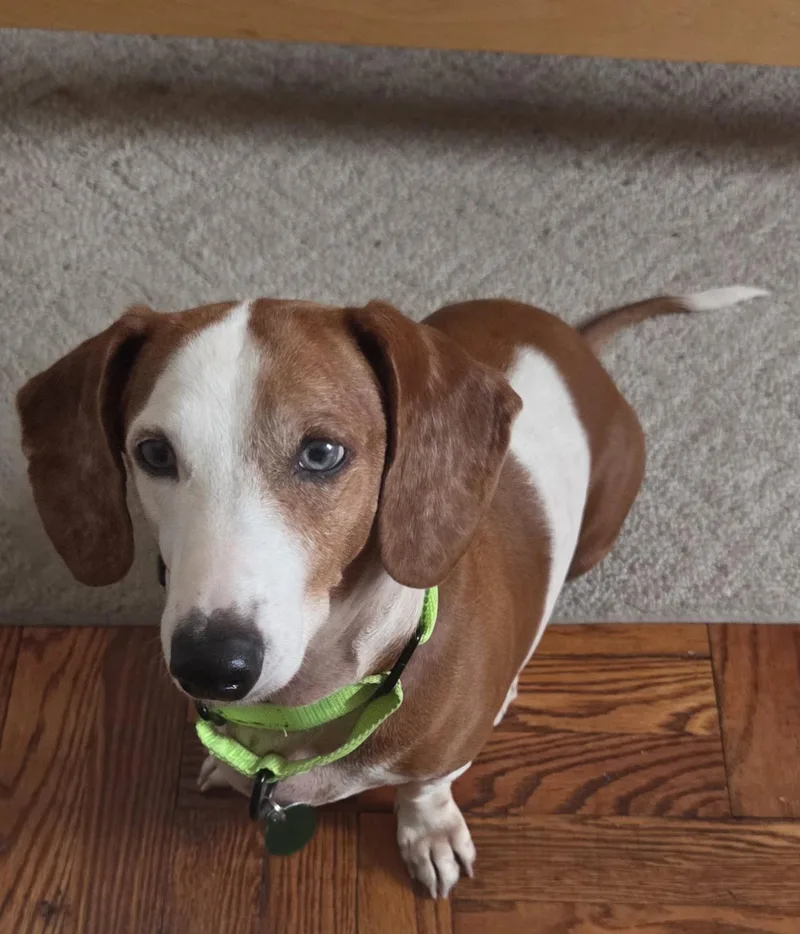 An adult small-sized male Dachshund dog named Tj for adoption in Brooklyn, NY