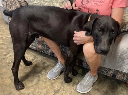 A young large-sized male German Shorthaired Pointer dog named Bert for adoption in Yellville, AR