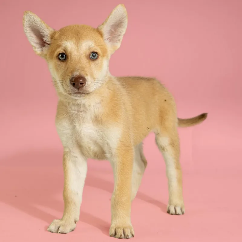 A baby large-sized female White / Cream Husky dog named Aad Upcoming Arrival!  for adoption in Armonk, NY