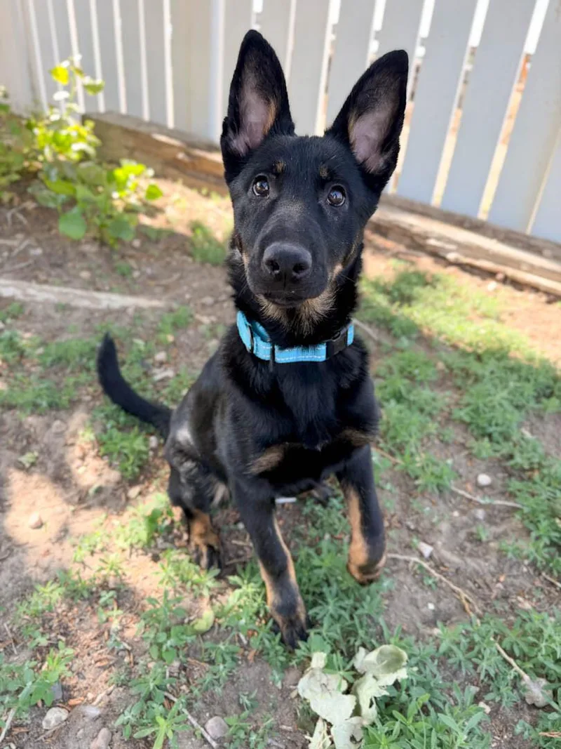 A baby medium-sized female Shepherd dog named Samantha for adoption in Windsor, CO