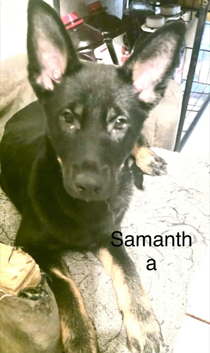 Samantha thumbnail 4