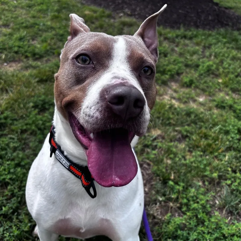 A young medium-sized female Yellow / Tan / Blond / Fawn American Bully dog named Wigglypuff for adoption in Manassas, VA