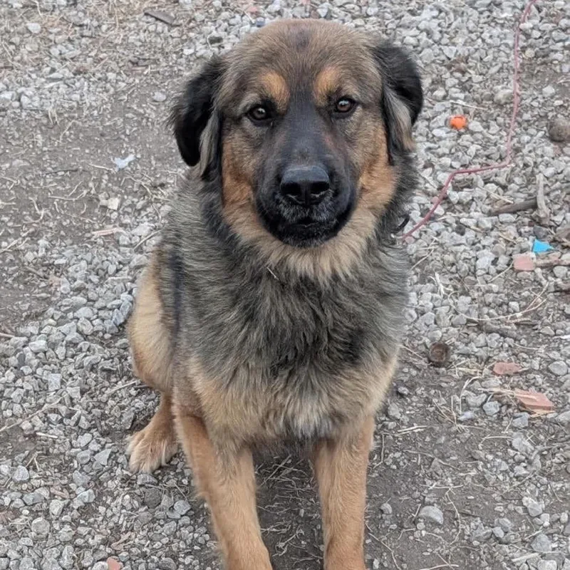 An adult large-sized male Brown / Chocolate Mixed Breed dog named Copper for adoption in Pittsburg, KS