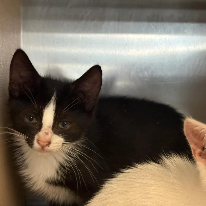 A baby small-sized male Black Domestic Short Hair cat named D.j for adoption in Newark, NJ