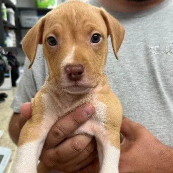 A baby small-sized male Yellow / Tan / Blond / Fawn Mixed Breed dog named Castle for adoption in Buffalo, MN