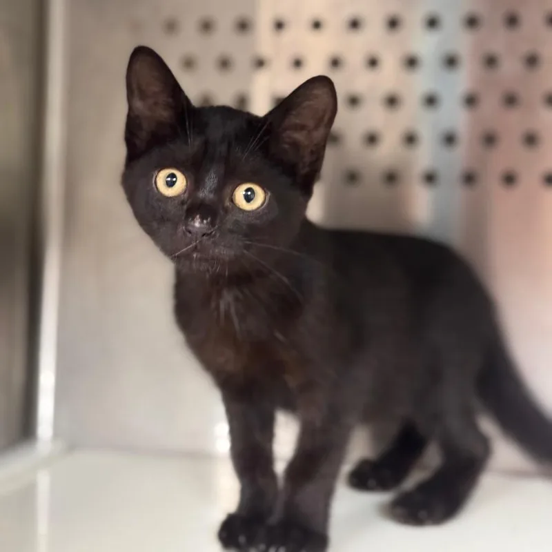 A baby small-sized male Black Domestic Short Hair cat named Edsel for adoption in Starkville, MS