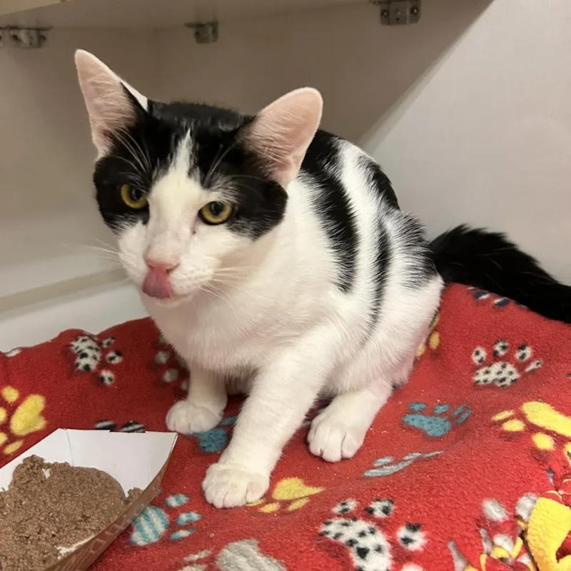 A young medium-sized male Domestic Short Hair cat named Cookie for adoption in Redwood City, CA